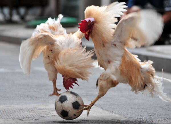 Gaidžių futbolo rungtynių metu du paukščiai kovoja dėl kamuolio, varžybos vyko 2010 metų liepos 8 dieną Šenjange, Kinijos šiaurės rytuose, Liaoningo provincijoje. Zhang Lijun teisėjauja rungtynėms, kuriose rungtyniauja jos paukščiai, kuriuos ji treniruoja nuo 2007 metų. - Sputnik Lietuva