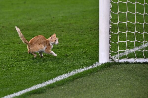 Katė eina per futbolo aikštę varžybų metu, nuotrauka daryta 2021 metų gegužės 9 dieną. - Sputnik Lietuva