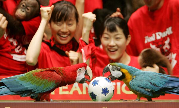 Dvi papūgos, dešimties metų Darae ir 3 metų Arongas tranko miniatiūrinį futbolo kamuolį, kai zoologijos sodo prižiūrėtojai stebi gyvūnų futbolo varžybas, tikėdamiesi Pietų Korėjos futbolo komandos sėkmės pasaulio futbolo čempionate. Nuotrauka daryta didžiausiame Pietų Korėjos atrakcionų parke &quot;Everland&quot;, Jongine, 2006 metų birželio 7 dieną. - Sputnik Lietuva