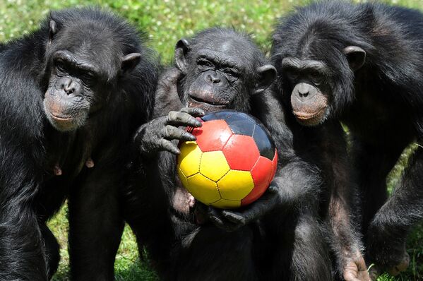 Šimpanzių grupė žaidžia su kamuoliu, nudažytu Vokietijos vėliavos spalvomis Serengeti parke, Šiaurės Vokietijos mieste Hodenhagene, 2010 metų birželio 1 dieną. - Sputnik Lietuva