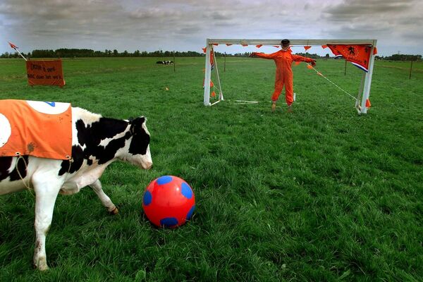 Viena iš kelių karvių, aprengta Nyderlandų vėliavos spalvomis, kartojo 2000 m. birželio 12 d. vykusias rungtynes su Čekija ganykloje šalia A2 greitkelio, netoli Olandijos miestelio Bambrugės. Prasidėjo spūstis, kai vairuotojai stojo žiūrėti ir fotografuoti, todėl ūkininkas buvo priverstas nutraukti žaidimą. - Sputnik Lietuva