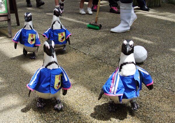 Pingvinai dėvi kostiumus, pagamintus pagal Japonijos futbolo rinktinės uniformas. - Sputnik Lietuva
