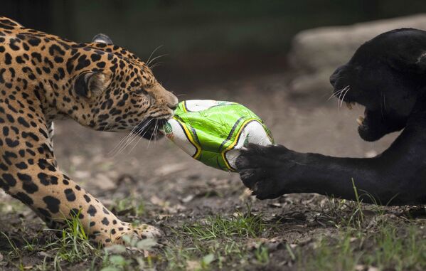 Jaguarai žaidžia su fotbolo kamuoliu Santa Fe zoologijos sode Medeljine, Kolumbijoje, 2014 metų birželio 12 dieną. - Sputnik Lietuva