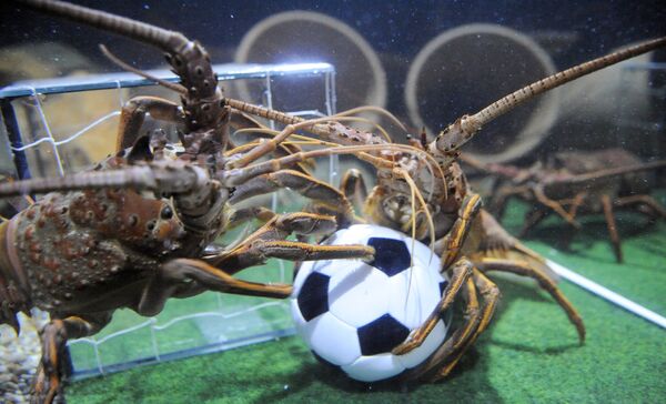Berlyno &quot;Sea Life&quot; du omarai kovojo dėl futbolo kamuolio akvariume, kuris atrodo kaip futbolo aikštė, nuotrauka daryta 2010 metų birželio 16 dieną. - Sputnik Lietuva