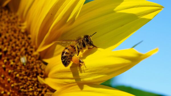Пчела на цветке подсолнечника, архивное фото - Sputnik Литва