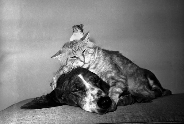 Katės, šuns ir žiurkėno harmoningas gyvenimas San-Velyje, Kalifornijoje. Nuotrauka padaryta 1961 metų gegužės 1 dieną. Ši trijulė priklausė Frankui Innui, kuris juos treniravo filmams ir televizijai. Jie gyveno kartu ir jiems tai patiko. - Sputnik Lietuva