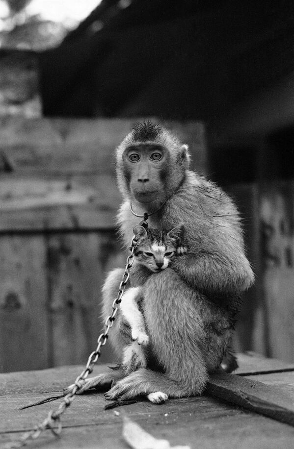 Kai kunigas Čeongas, Šventojo Rozario bažnyčia, Kvala Lumpūras, pažvelgė į savo augintinės aštuonmetės beždžionės trobelę, 1967 metų spalio 2 dieną, jis aptiko, kad į jį žiūri dvi poros akių. Tarp benamio kačiuko ir beždžionės prasidėjo tikra draugystė. Beždžionė ir kačiukas labai gerai sutarė, mažesnį draugą beždžionė reguliariai maitino ir plovė. - Sputnik Lietuva