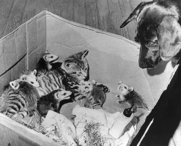 Katinas, manantis, kad protas yra geriausia narsumo dalis, susidraugavo su šešiais mažais oposumais našlaičiais Romoje, Džordžijoje. Nuotrauka padaryta 1966 metų birželio 22 d. Nuotraukoje galima pamatyti, kad kai kurie iš oposumų urzgia ant nepageidaujamo svečio — šuns. Mažylius priglaudė 11-metis Geris Pulas. - Sputnik Lietuva