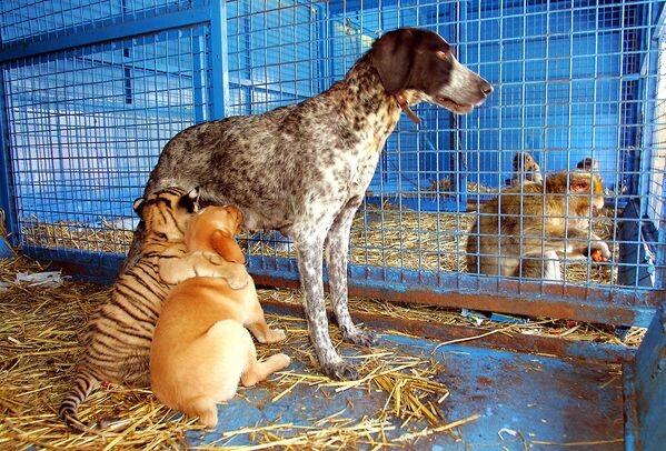 Beveik dviejų mėnesių tigriukas ir jo įmotė — ketverių metų šuo, 2004 metų liepos 28 d., Prancūzija. Tigriukas gimė nelaisvėje cirke, motina jį atstūmė ir tada jį įvaikino kalytė, kuri jį maitina kaip savo šuniukus. - Sputnik Lietuva
