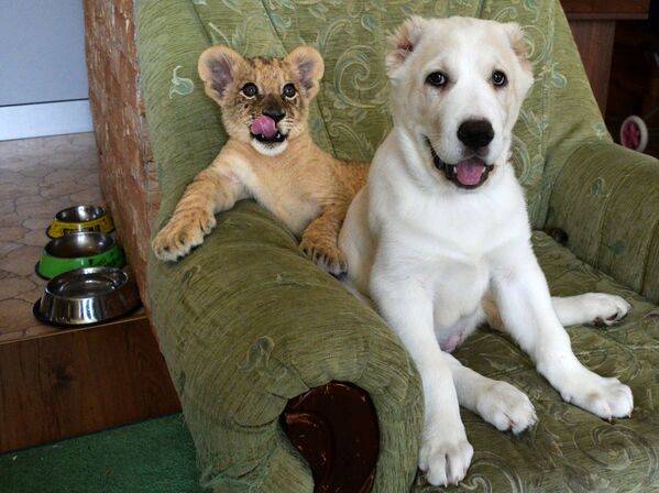 Dviejų mėnesių liūtė vardu Astra tapo nauja Sadgorodo zoologijos sodo Vladivostoke gyventoja. Zoologijos sodas įsigijo Centrinės Azijos aviganio šuns šuniuką Elzą, kad jie užaugtų ir žaistų kartu. Kol jiems statomas aptvaras, maža liūtė ir šuniukas gyvena zoologijos sodo direktoriaus namuose. - Sputnik Lietuva