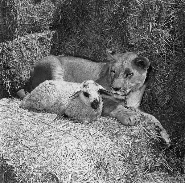 Biblija sako, kad avinėlis ir liūtas atsiguls kartu, ir Holivudo studija privertė juos tai padaryti Džordžo Stivenso filmui &quot;Didžiausia kada nors pasakyta istorija&quot;, 1962 metų rugsėjo 26 d. Biblijos filme reikėjo parodyti bendrystę, pažymima, jog dvejų metų dresuota liūtė Kleo susilaikė dėl šios scenos ir ramiai pagulėjo šalia ėriuko, tačiau prieš tai išgąsdino keturis kitus ėriukus. - Sputnik Lietuva