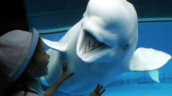 Белый кит реагирует на девушку, восхищающуюся морским существом в аквариуме Sea Paradise в Хаккейдзима, Япония - Sputnik Lietuva