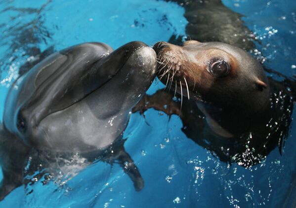 Banginių medžioklės draudimą 1982 metų liepos 23 dieną įvedė Tarptautinė banginių medžioklės komisija (IWC), po 200 metų negailestingo banginių naikinimo. Nuotraukoje: Delfinas ir ruonis bučiuojasi per pasirodymą Aburatsubo jūrų parke Miuroje, Tokijas. - Sputnik Lietuva