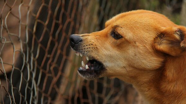 Злая собака, архивное фото - Sputnik Lietuva