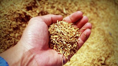 Зерно, архивное фото