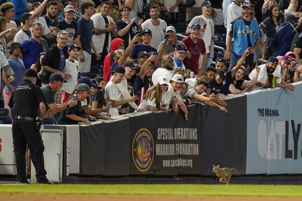 На фото: кошка вышла на поле в восьмом тайме бейсбольного матча между New York Yankees и Baltimore Orioles. - Sputnik Литва