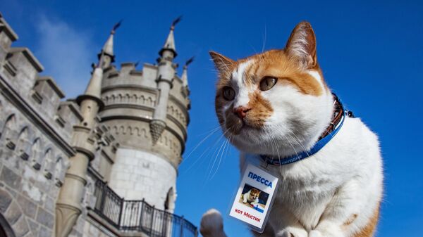 Знаменитый кот Мостик, ставший символом строительства Крымского моста - Sputnik Литва