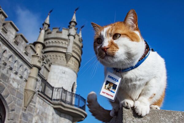 Знаменитый кот Мостик (кот Моста), ставший символом строительства Крымского моста. - Sputnik Литва