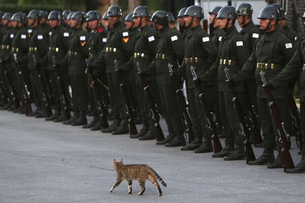 На фото: кот проходит мимо почетного караула в ожидании прибытия президента Турции Реджепа Тайипа Эрдогана. - Sputnik Литва