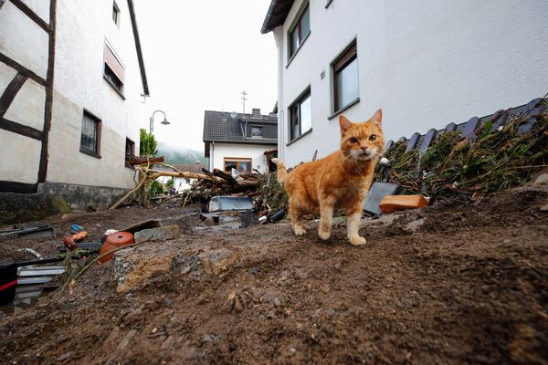 Кошка идет рядом с мусором, принесенным наводнением после проливных дождей в Шульде, Германия, 15 июля 2021 года. - Sputnik Литва