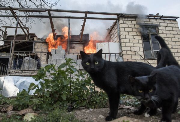 Кошки неподалеку от горящего дома в поселке Карегах в Нагорном Карабахе. - Sputnik Литва