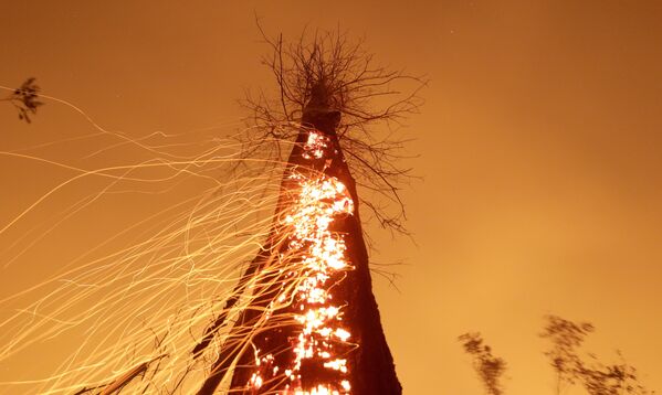 Dega Amazonės džiunglių takas, jį gesina Rio Pardo, Rondonijos, Brazilijos ūkininkai - Sputnik Lietuva