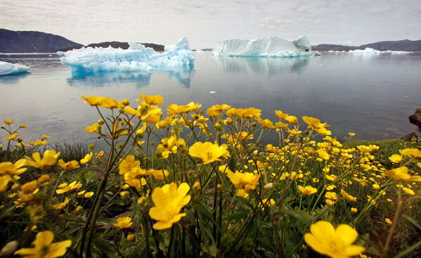 Laukinės gėlės žydi ant kalvos, iš kurios atsiveria vaizdas į ledkalniais užpildytą fiordą netoli pietinio Grenlandijos miesto Narsako. - Sputnik Lietuva