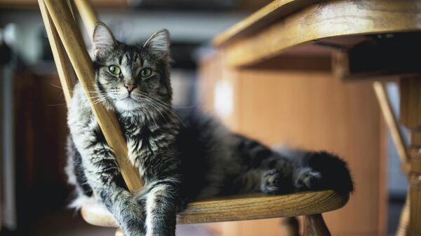 Кошка, архивное фото - Sputnik Литва
