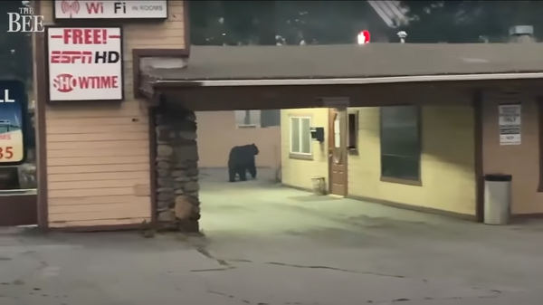 Медведь бродит по улицам города Саут-Лейк-Тахо в Калифорнии - Sputnik Lietuva