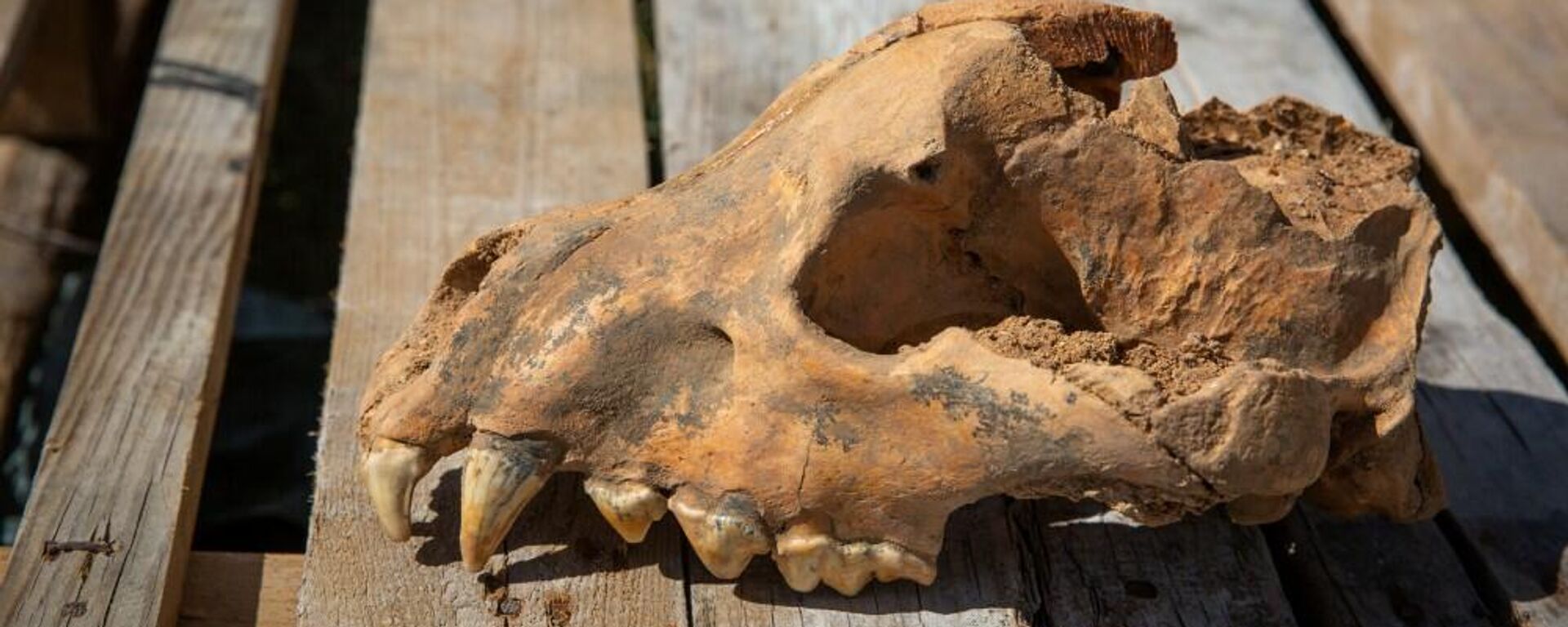 Iškastinės milžiniškos hienos Pachikrokuta kaukolė, rasta Tavridos oloje Kryme - Sputnik Lietuva, 1920, 11.09.2021