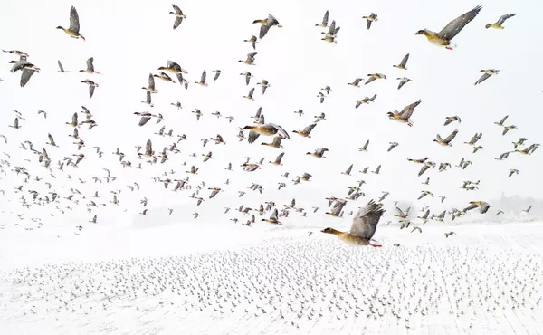 Снимок Pink-Footed Geese Meeting the Winter фотографа Terje Kolaas, победивший в конкурсе Drone Awards 2021 Снимок Pink-Footed Geese Meeting the Winter фотографа Terje Kolaas, победивший в конкурсе Drone Awards 2021