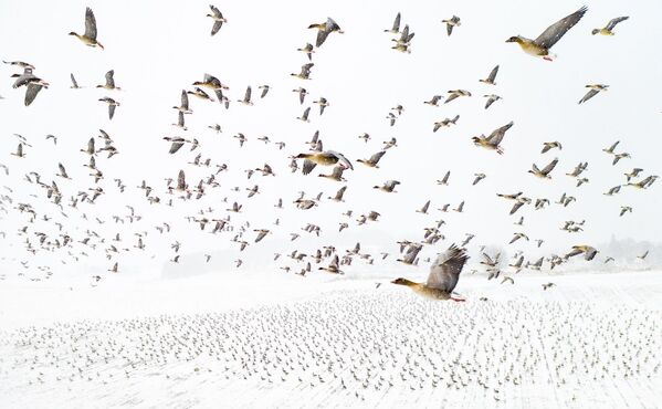 Didįjį konkurso prizą ir metų fotografo titulą pelnė Terje Kolaas už trumpasnapių želmeninių žąsų nuotrauką, kurios atskrido žiemą, o ne pavasarį. Nuotrauka padaryta Norvegijoje. Tikriausiai dėl klimato kaitos paukščiai kasmet čia pasirodo vis anksčiau, kai sniegas dar nenutirpęs. Jie visada pasirenka vieną ir tą patį maršrutą, ir lūkuriuojant jų su dronu, galima padaryti tokį kadrą. - Sputnik Lietuva