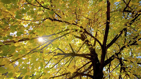 Солнце, пробивающееся сквозь осеннюю листву, архивное фото - Sputnik Литва
