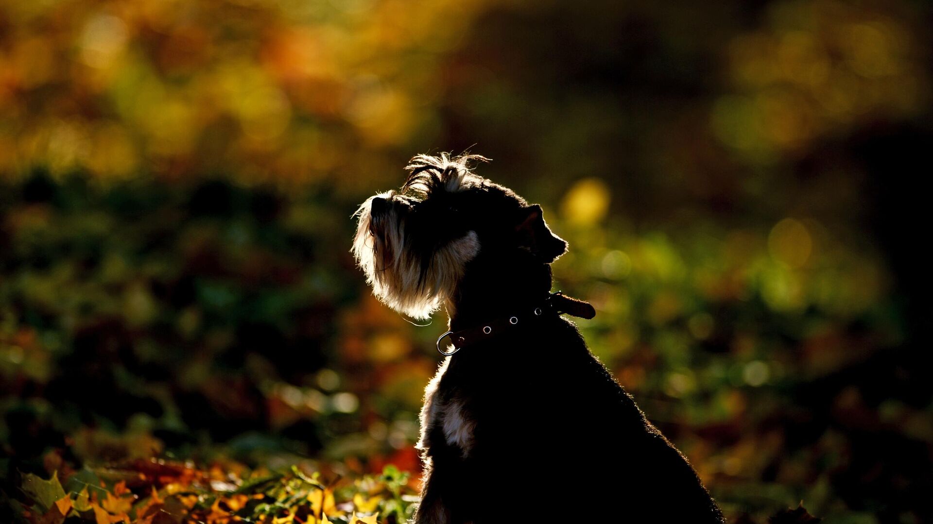 Собака в парке, архивное фото - Sputnik Lietuva, 1920, 03.10.2021