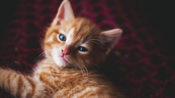 Рыжий котенок, архивное фото - Sputnik Литва