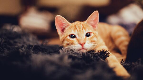 Рыжий котенок, архивное фото - Sputnik Lietuva