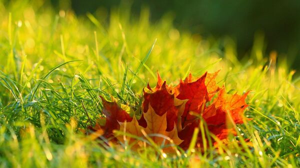 Осенние листья в траве, архивное фото - Sputnik Литва