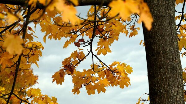 Осенние листья, архивное фото - Sputnik Литва