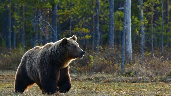 Медведь Гризли, архивное фото - Sputnik Литва