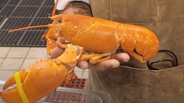 Rečiausias oranžinis lobsteris išgelbėtas nuo suvalgymo JAV - Sputnik Lietuva