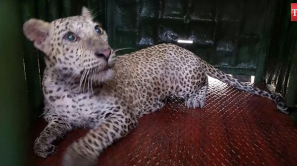В Мумбаи поймали леопарда, напавшего на женщину - Sputnik Литва