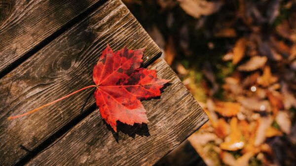 Осенний лист, архивное фото - Sputnik Lietuva