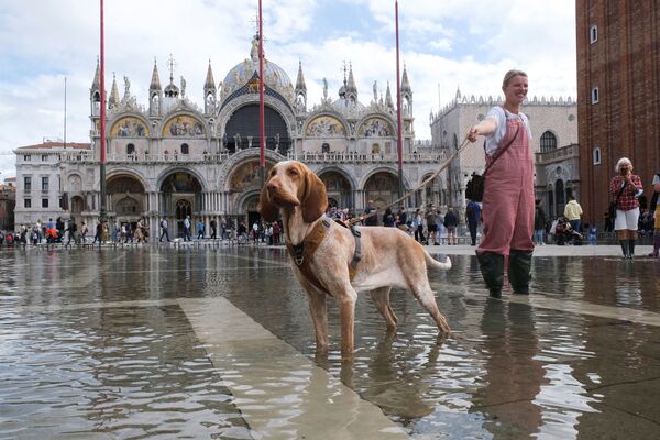 Šuo pozuoja patvinusioje Šv. Morkaus aikštės sezoniškai pakilus vandens lygiui Venecijoje. - Sputnik Lietuva