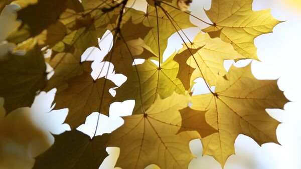 Кленовые листья, архивное фото - Sputnik Литва