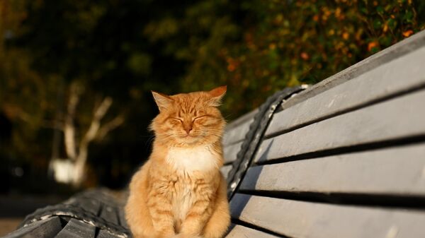 Кот на скамейке в парке, архивное фото - Sputnik Lietuva