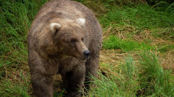 Медведь в национальном парке и заповеднике Катмай в США  - Sputnik Литва