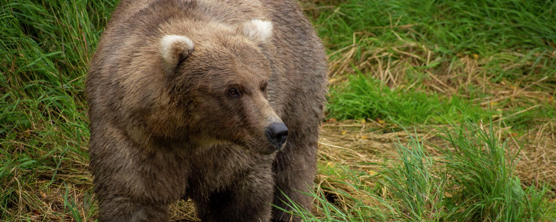 Медведь в национальном парке и заповеднике Катмай в США  - Sputnik Литва, 1920, 10.10.2021