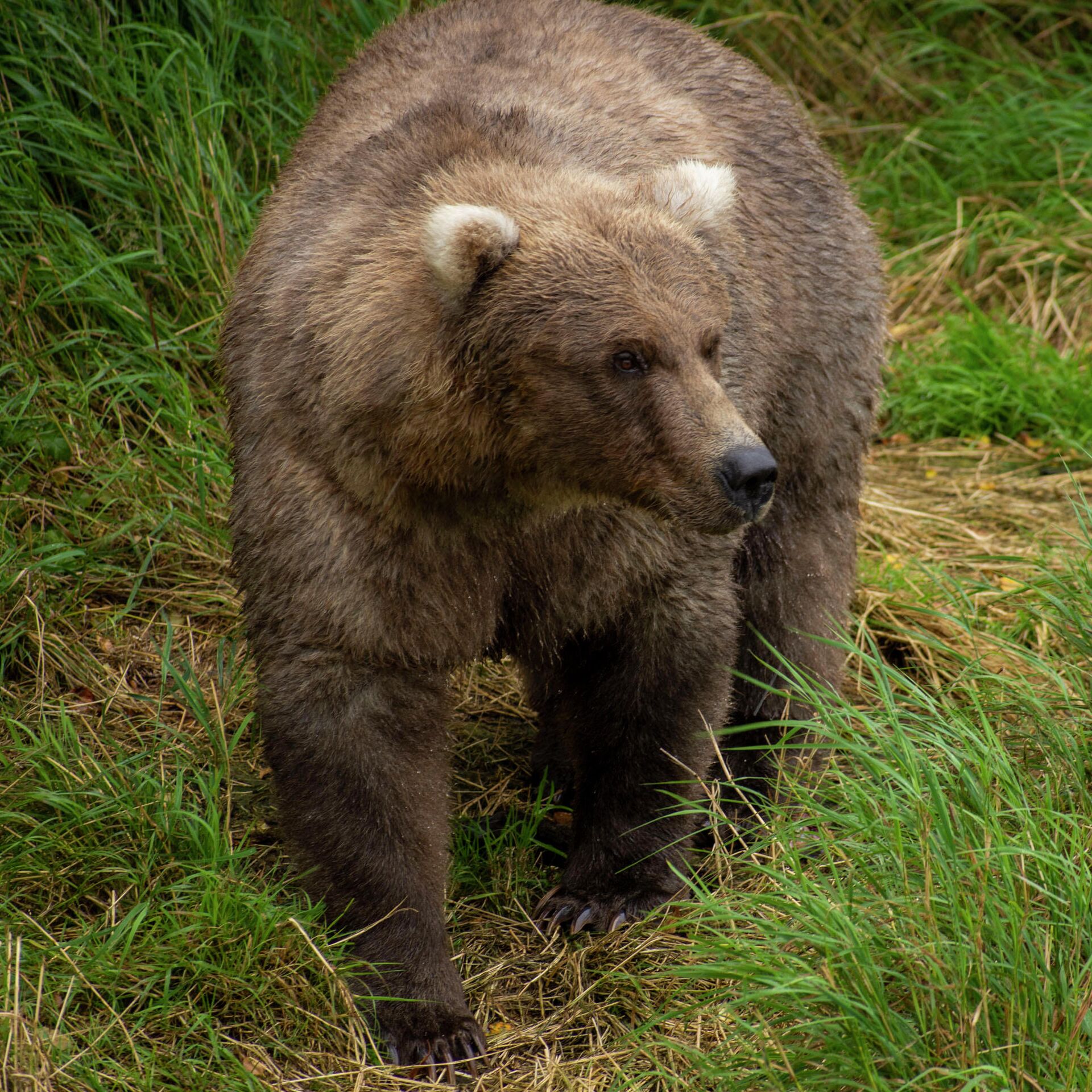 Медведи 10 часов. Толстый медведь. Животные Аляски. Медведь Отис Аляска. 10 Медведей.