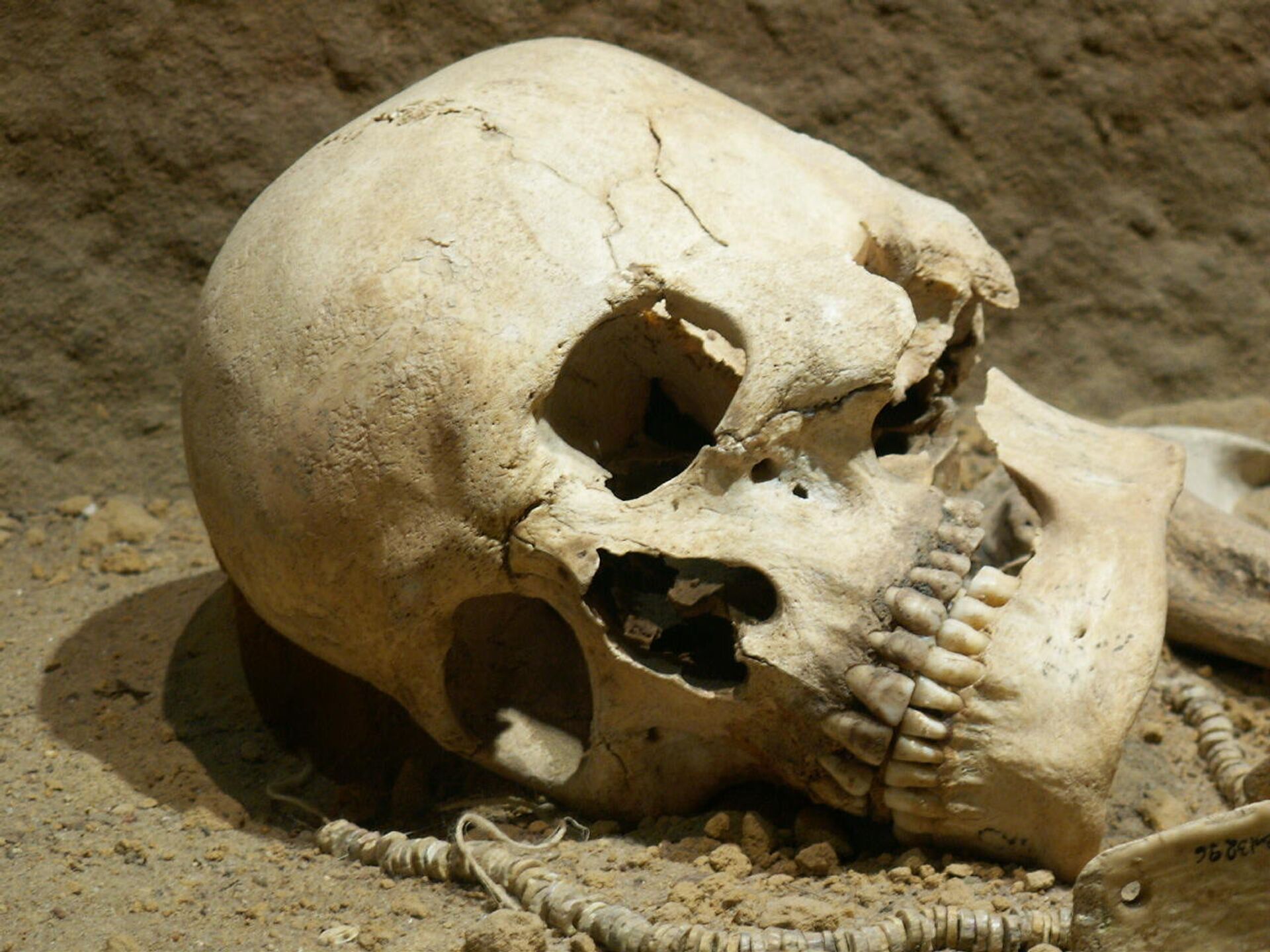 Самый древний череп человека. Скелет великана археологическая находка. Череп циклопа находка Техаса.
