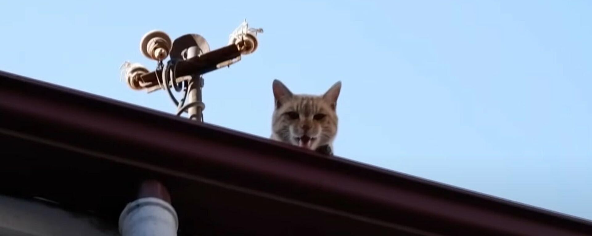 В турецком городе Чорум кот четыре года живет на крыше - Sputnik Литва, 1920, 05.11.2021